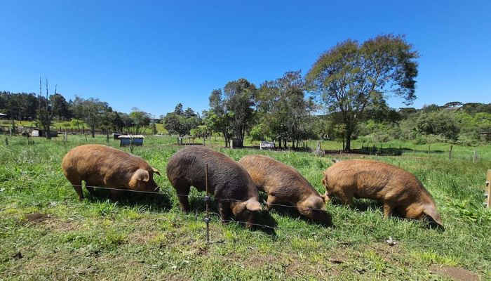 Foto: Adapar Paraná Adapar publica portaria com normas de biosseguridade para criações de suínos ao ar livre